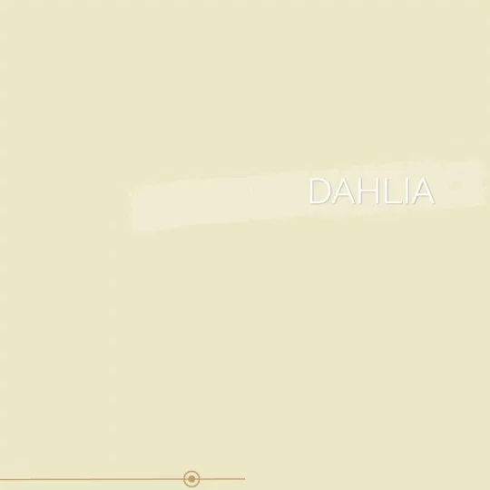 030 | DAHLIA