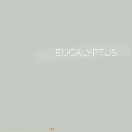 038 | EUCALYPTUS