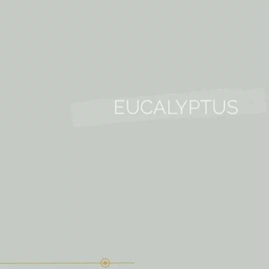 038 | EUCALYPTUS