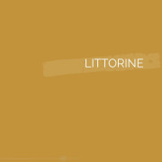 185 | LITTORINE