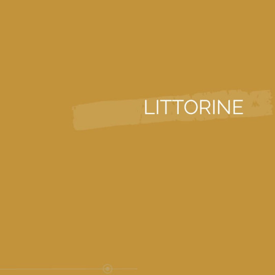 185 | LITTORINE