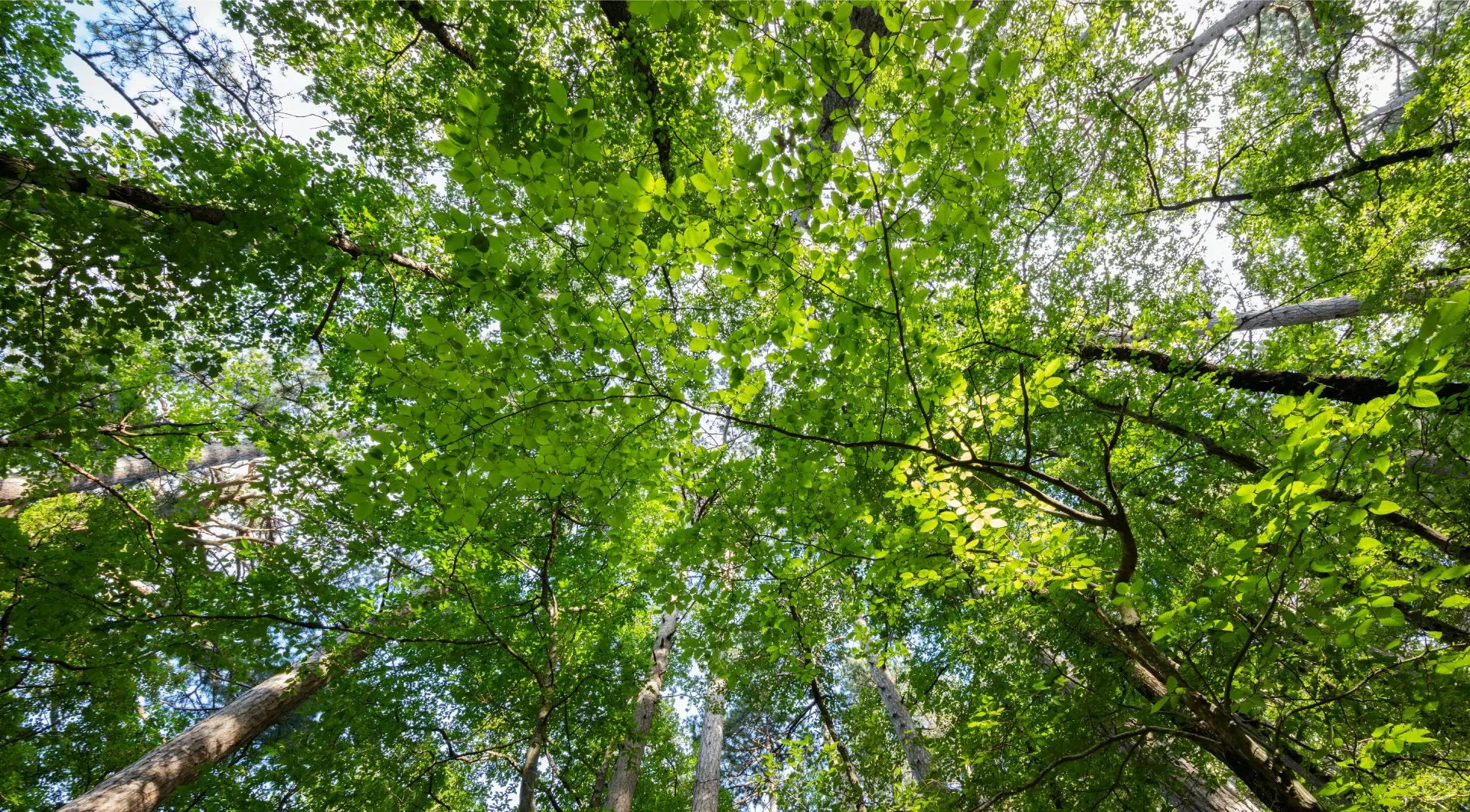 Une peinture naturelle est une peinture composée de matières premières de la nature